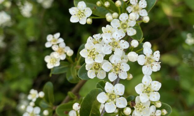 Pyracantha (Firethorn) Care Guide: Growing, Pruning, and Landscape Uses