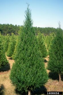 Sheared eastern red-cedar (Juniperus virginiana) trained for screen planting or Christmas tree production