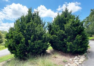 Southern red-cedar (Juniperus virginiana var. silicicola) used as a dense privacy screen planting