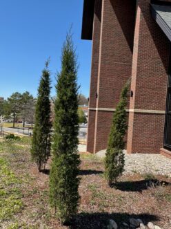 Tall pencil-shaped Taylor eastern red-cedar (Juniperus virginiana ‘Taylor’) with narrow columnar growth habit