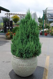 Teardrop-shaped Blue Point Chinese juniper (Juniperus chinensis ‘Blue Point’) with blue-green foliage