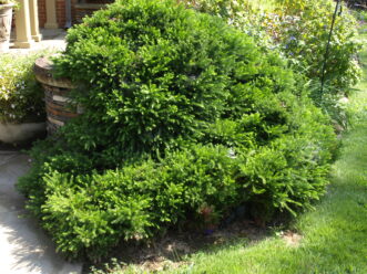 The dark green needles of Globosa Nana Cryptomeria (Cryptomeria japonica ‘Globosa Nana’) will turn rusty red in the winter.