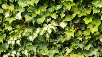 The foliage of Hedera colchica ‘Sulphur Heart’ contains splashy sulfur-yellow variegation.