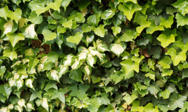 Ivy