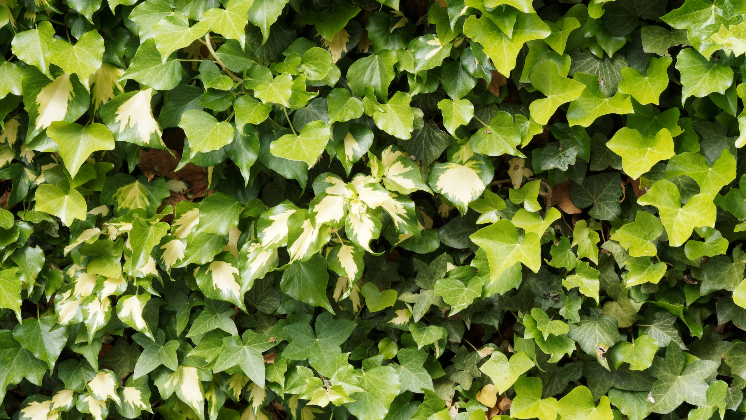 Ivy | Home & Garden Information Center