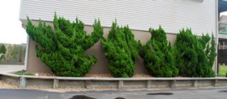 Twisting sculptural branches of Kaizuka Chinese juniper (Juniperus chinensis ‘Kaizuka’) used as an accent plant