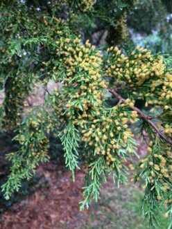 Yellow-brown pollen cones on a male eastern red-cedar (Juniperus virginiana)