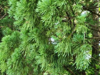 Yoshino Japanese Cryptomeria (Cryptomeria japonica ‘Yoshino’) has blue-green foliage.