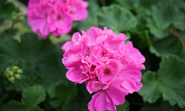 Growing Geraniums Indoors