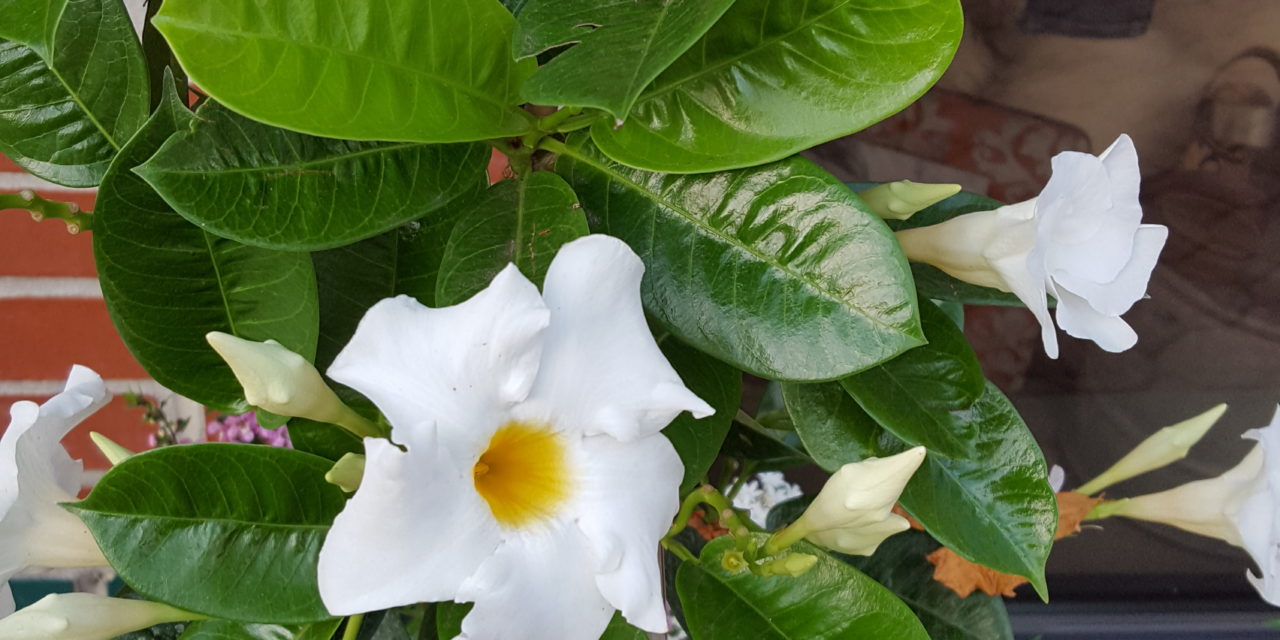 Summer Snow’ Mandevilla produces abundant 3- to 4-inch white flowers with golden yellow throats. Joey Williamson, ©2021 HGIC, Clemson Extension