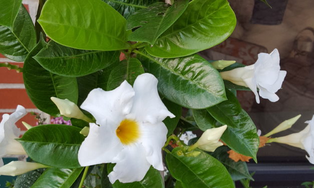 Mandevilla