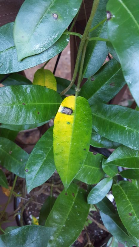 The symptoms of anthracnose (Colletotrichum species) are tan to brown spots on foliage, which may be followed by chlorosis (yellowing of the leaves) and leaf drop. Disease problems may become worse with extended leaf wetness. Clean up fallen and attached diseased leaves and dispose of foliage in the trash. Sprays with chlorothalonil (Daconil) will protect foliage from further disease. Joey Williamson, ©2021 HGIC, Clemson Extension