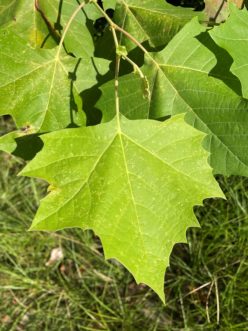 American sycamore leaf size varies, even on the same tree, and small leafy stipules grow at leaf nodes.