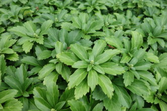 A close up of a plant Description automatically generated with medium confidence