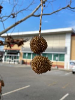London planetree fruit can be 1 inch in diameter and messy in the landscape.