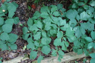 Allegheny spurge naturally grows in fertile, well-drained but moist wooded areas. It can be planted en masse in naturalized landscapes or woodland gardens. R. F. Polomski, ©2021, Clemson University