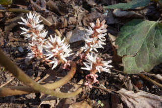 Allegheny spurge produces one to five fragrant, two- to four-inch long bottlebrush spikes of male and female flowers that emerge close to the crown from the base of a petiole. The prominent male flowers have brown anthers perched on thick, white filaments. R. F. Polomski, ©2021, Clemson University