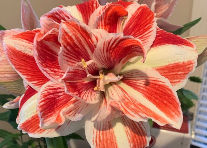 amaryllis-can-have-fully-double-flowers-like-this Amaryllis can have fully double flowers like this bicolor.
