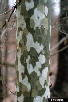 American sycamore (Platanus occidentalis) trees have eye-catching, patterned, multi-colored bark and develops distinct white patches as the tree ages.