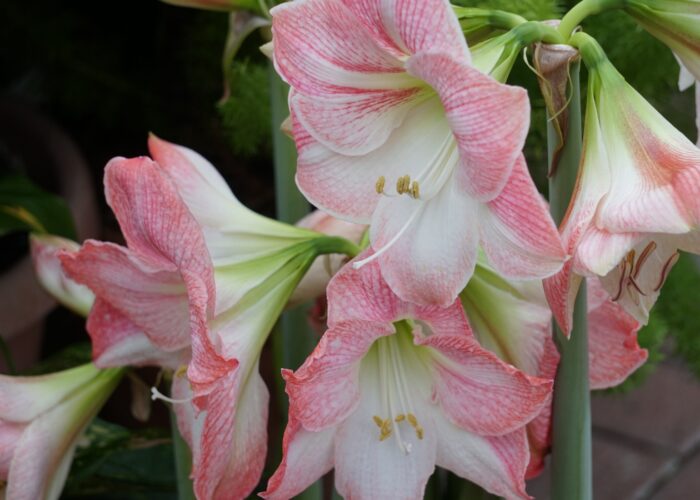 appleblossom-amaryllis-has-pink-and-white-single ‘Appleblossom’ amaryllis has pink and white single blooms.