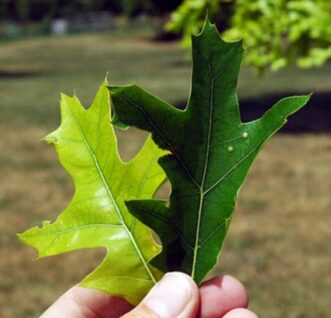 Chlorosis in pin oak (Quercus palustris) leaves.