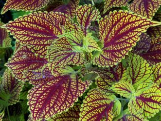 Coleosaurus™ coleus has bright yellow-green leaves that have dark red markings. Barbara H. Smith, ©2020 HGIC, Clemson University