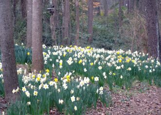 Daffodils naturalized under trees, blooming in late winter.