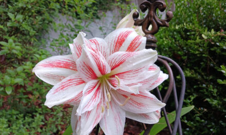 Amaryllis