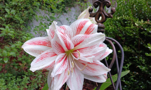 Amaryllis