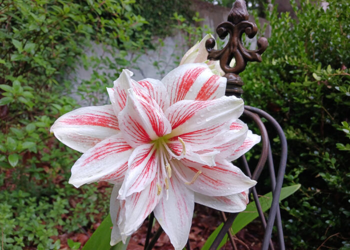 dancing-queen-amaryllis-will-bloom-in-spring-whe ‘Dancing Queen’ amaryllis will bloom in spring when planted in a garden.