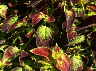 ‘Dipt in Wine’ coleus has large burgundy leaves with bright gold at the base. Barbara H. Smith, ©2020 HGIC, Clemson University