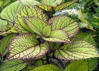 ‘Fishnet Stockings’ coleus is a dramatically patterned coleus for shade. Millie Davenport, ©2007 HGIC, Clemson Extension