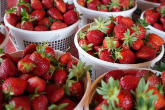 Freshly harvested strawberries ready to be enjoyed. Barbara H. Smith © 2018 HGIC Clemson Extension.