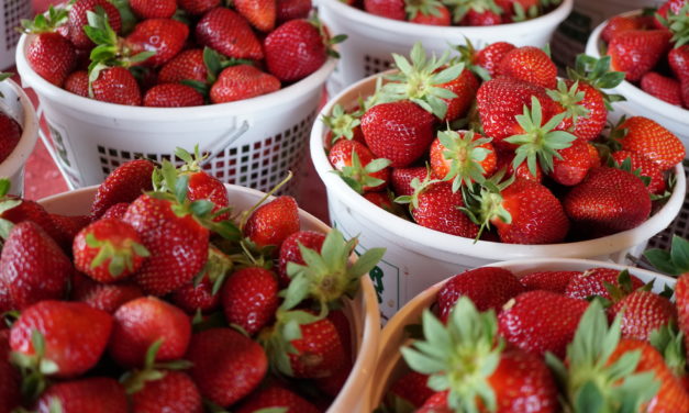 Strawberry Types