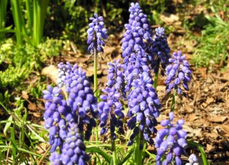 Grape Hyacinths.
