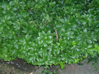 Green Sheen Japanese pachysandra (Pachysandra terminalis ‘Green Sheen’) has especially shiny leaves. R. F. Polomski, ©2021, Clemson University