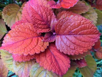 Inferno coleus has vibrant orange foliage. Barbara H. Smith, ©2020 HGIC, Clemson University