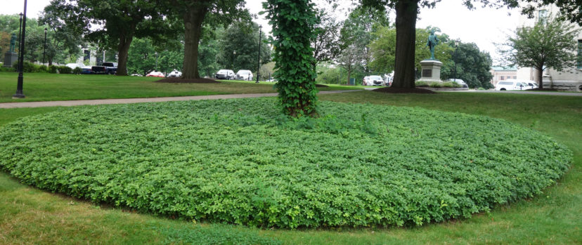 Japanese pachysandra (Pachysandra terminalis) grows best in part shade to shade in moist but well-drained soils. Like many groundcovers, Japanese pachysandra (Pachysandra terminalis) can be used as an ornamental and as a living mulch to suppress weeds. R. F. Polomski, ©2021, Clemson University
