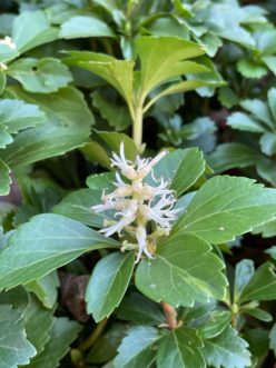 Japanese pachysandra (Pachysandra terminalis) produces flower stalks at the ends of its stems which are comprised of male flowers above and female below. R. F. Polomski, ©2021, Clemson University