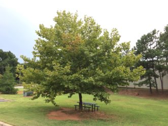 London planetree (Platanus x hispanica) can be an excellent landscape and shade tree.