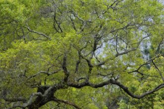Mature water oak (Quercus nigra) leafing out in spring.