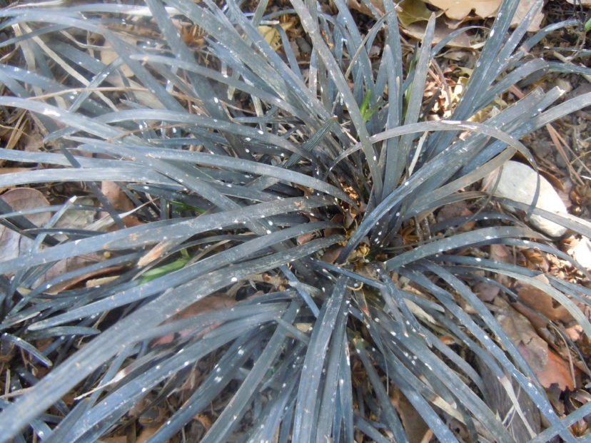 False oleander scale may infest and damage mondo grass. This armored scale is best controlled by late winter shearing and disposal of the trimmed foliage. Additionally, sprays with a 2% solution of horticultural oil can aid in control of these armored scales. Joey Williamson, ©2021 HGIC, Clemson Extension.