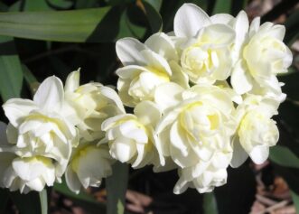 Narcissus ‘Erlicheer’. 