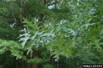 Pin oak (Quercus palustris) foliage.
