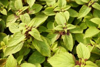 ‘Pineapple’ coleus has bright lime-gold leaves with burgundy accents. Barbara H. Smith, ©2020 HGIC, Clemson University