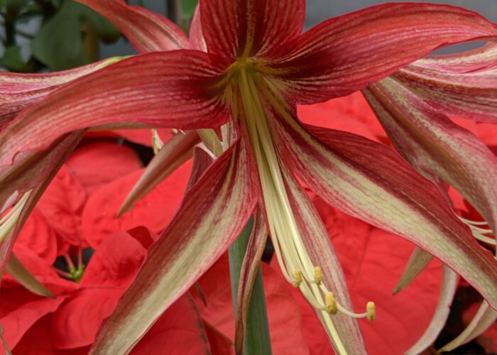 quito-is-a-cybister-type-of-amaryllis-with-spide ‘Quito’ is a Cybister type of amaryllis with spidery flower petals.
