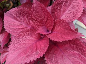 Redhead coleus is a vigorous grower that has bright red foliage. Barbara H. Smith, ©2020 HGIC, Clemson University