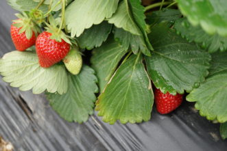 Some strawberries are grown as an annual crop on raised beds covered with black plastic. Barbara H. Smith © 2018 HGIC Clemson Extension.