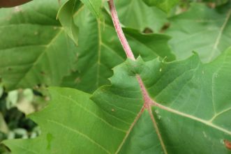 The base of American sycamore leaves often have the petiole surrounded by leaf tissue.