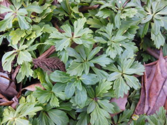 The divided or incised leaves of Cutleaf Japanese pachysandra (Pachysandra terminalis ‘Cutleaf’) result in attractive lobes and a unique look. R. F. Polomski, ©2021, Clemson University
